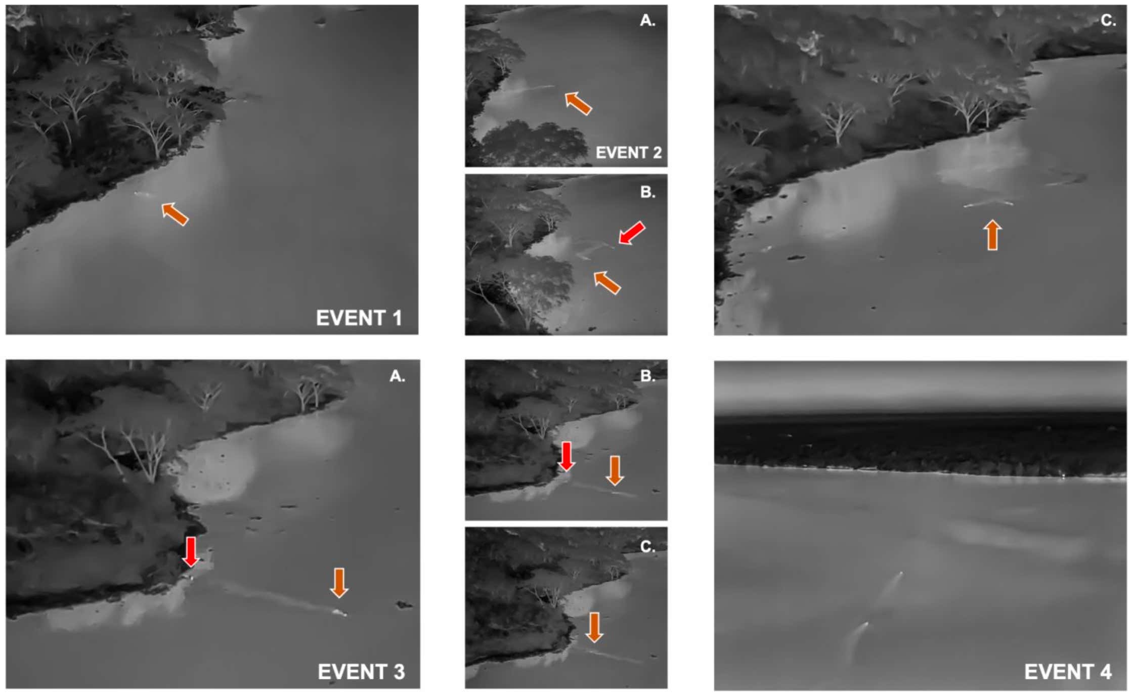 Thermal stills show the thermal signature of two lions as they cross the English Channel.